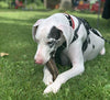 Premium Elk Antlers Dogs | All Natural Antler Dog Chew Elk Bone | Healthy & Long Lasting Aggressive Chewers | Wild Sourced in The USA - Veteran Owned - BESTMASCOTA.COM