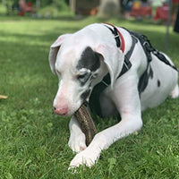 Premium Elk Antlers Dogs | All Natural Antler Dog Chew Elk Bone | Healthy & Long Lasting Aggressive Chewers | Wild Sourced in The USA - Veteran Owned - BESTMASCOTA.COM