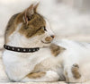 Collar de gato de liberación de seguridad de cuero genuino | acero inoxidable y hebilla ajustable | collar de gatito duradero | liberación elástica | disponible en varios colores y tamaños | Angel Pet Suministros - BESTMASCOTA.COM