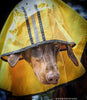 Fashion Pet días lluviosos Slicker Amarillo Raincoat - BESTMASCOTA.COM