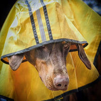 Fashion Pet días lluviosos Slicker Amarillo Raincoat - BESTMASCOTA.COM