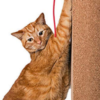 Natural Scratch Cat Scratching Post - BESTMASCOTA.COM