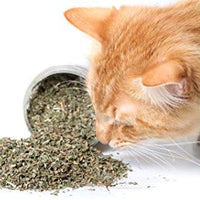 Cat Kush Organic Catnip, Safe Premium Blend Perfect for Cats, Instilled with Maximized Potency Your Kitty is Sure to Go Crazy for - BESTMASCOTA.COM
