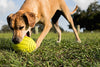 Nerf juguete fútbol con sonido para perro - BESTMASCOTA.COM