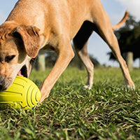 Nerf juguete fútbol con sonido para perro - BESTMASCOTA.COM