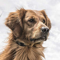 SportDOG marca YardTrainer Family entrenadores remotos – recargables, impermeables, collares de entrenamiento para perros con estática, vibración y tono - BESTMASCOTA.COM