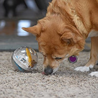 Juguete de bola con premio Pet Zone IQ para perros - BESTMASCOTA.COM