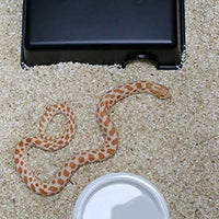 OMEM - Caja oculta para reptiles, cuevas ocultas, pequeño escondite para animales - BESTMASCOTA.COM