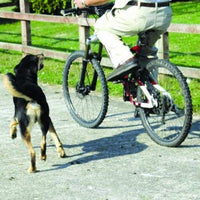 La Compañía de Animales Corrector de Mascotas - BESTMASCOTA.COM