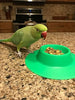 staybowl tip-proof ergonómico Pet Bowl para Conejillo de Indias y otros pequeños mascotas, 1/4 tazas de tamaño pequeño, verde primavera - BESTMASCOTA.COM