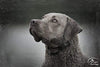 SportDOG Brand 425 - Collar electrónico con control remoto (500 yardas, estático, vibratorio y tono, impermeable, recargable, incluye nueva serie X) - BESTMASCOTA.COM