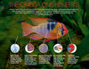 Omega One Cichlid Copos Cichlid Alimentos - BESTMASCOTA.COM