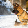 IVIA - Clips para etiquetas de perro, múltiples tamaños de acero inoxidable 304, clip rápido con anillos/fácil cambio de identificación para mascotas para collares y arneses. - BESTMASCOTA.COM