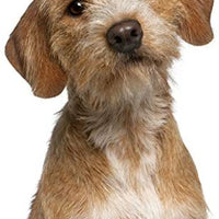 Equisilver Vet - Spray de herida formulado para perros y gatos | Alivio para puntos calientes, infecciones de la piel, piel seca irritada | Curación rápida todo natural y no tóxico | Fabricado en Estados Unidos - BESTMASCOTA.COM