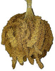 Birds LOVE Spray Millet Non-GMO for Birds Cockatiel Lovebird Parakeet Finch Canary All Parrots Healthy Treat - BESTMASCOTA.COM