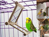 Old Tjikko Columpio de pájaros, jaula de loro, juguete colgante con espejo para canarios, cacatúas, cacatúas, cacatúas, cacatúas, cacatúas, loros africanos - BESTMASCOTA.COM