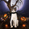 Idepet - Disfraz de Halloween para perro, 8 alas de araña, color morado, para cachorros - BESTMASCOTA.COM