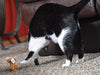 Juguete para gato OurPets Play-N-Squeak - BESTMASCOTA.COM