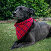 Segarty Bandana para perro, bufandas para cachorros pequeños, medianos, grandes, a cuadros, reversibles, para mascotas, bandanas, accesorios, juego de pañuelos triangulares - BESTMASCOTA.COM