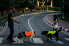 Chaleco reflectante de seguridad para perros, 5 tamaños para adaptarse a perros de 10 libras – 130 libras: alta visibilidad para actividades al aire libre día y noche, mantiene a tu perro visible, seguro de coches y accidentes de caza | Blaze Orange chale - BESTMASCOTA.COM