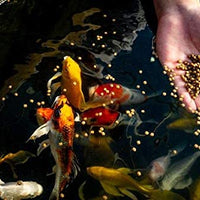 Blue Ridge Fish Food Pellets, Koi y Goldfish Fórmula de crecimiento, Mini 1/8" y estándar 3/16" Pellet flotante, dieta equilibrada - BESTMASCOTA.COM