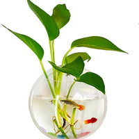 Kathson - Cuenco de pescado de acrílico para colgar en el acuario o en la pared (7.3 in) - BESTMASCOTA.COM