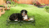 Carlson Pet Products - Cama portátil para mascotas, color verde - BESTMASCOTA.COM