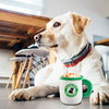 Haute Diggity Dog Starbarks Coffee Collection | Juguetes para perros de peluche chirriantes únicos – Cafeína canina que tu perro puede manejar. - BESTMASCOTA.COM