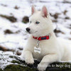 IVIA - Clips para etiquetas de perro, múltiples tamaños de acero inoxidable 304, clip rápido con anillos/fácil cambio de identificación para mascotas para collares y arneses. - BESTMASCOTA.COM