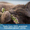 Mascota MasterMind Cat Spray - BESTMASCOTA.COM