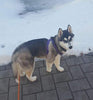 Arnés ajustable Pupteck para perro, medida básica de cachorro, de nailon, chaleco para pasear en exteriores con etiqueta de identificación - BESTMASCOTA.COM