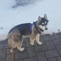 Arnés ajustable Pupteck para perro, medida básica de cachorro, de nailon, chaleco para pasear en exteriores con etiqueta de identificación - BESTMASCOTA.COM