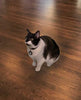 SFL Industries SureFlap and SureFeed RFID - Cuello de mascota con microchip - BESTMASCOTA.COM