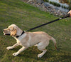 Vivaglory Correa corta para perro con asa acolchada, doble correa de nailon reflectante para mascotas para entrenar, correa para perros de tamaño mediano a grande - BESTMASCOTA.COM