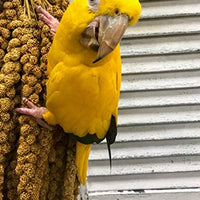 Nemeth Farms Worlds - Spray de mijo original para pájaros y suplemento no transgénicos para todas las aves de mascotas, parakeets, cockatiels, Lovebirds y Finches - BESTMASCOTA.COM