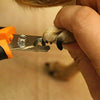 Cortauñas para perros y gatos GoPets con 1 lima de uñas, color naranja/negro - BESTMASCOTA.COM