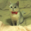 CHUKCHI Cat Collar Breakaway with Cute Bow Tie and Bell for Kitty and Some Puppies (red+Black) (red+Black) - BESTMASCOTA.COM