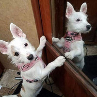 Ringloose - Arnés de malla suave para perros pequeños, medianos, cachorros, mascotas, fácil de controlar, para caminar y entrenar - BESTMASCOTA.COM