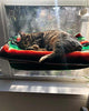 Kitty Cot Original World's Best Cat Perch - BESTMASCOTA.COM