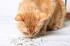 Cat Kush Organic Catnip, Safe Premium Blend Perfect for Cats, Instilled with Maximized Potency Your Kitty is Sure to Go Crazy for - BESTMASCOTA.COM