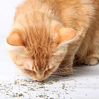 Cat Kush Organic Catnip, Safe Premium Blend Perfect for Cats, Instilled with Maximized Potency Your Kitty is Sure to Go Crazy for - BESTMASCOTA.COM