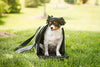 Iconic Pet Furrygo Universal Collapsible Airline Carrier - BESTMASCOTA.COM