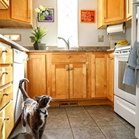 En Clover, elegante, hairballs Skin & Coat Apoyo Cat Treats Chews - BESTMASCOTA.COM