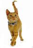 BWOGUE Collar para gato con campana – 6 paquetes de colores clásicos a cuadros, collares de seguridad ajustables para cachorro de gatito - BESTMASCOTA.COM