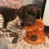 SmartPetLove Snuggle Puppy Behavioral Aid Toy - BESTMASCOTA.COM