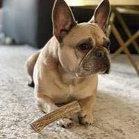 Premium Elk Antlers Dogs | All Natural Antler Dog Chew Elk Bone | Healthy & Long Lasting Aggressive Chewers | Wild Sourced in The USA - Veteran Owned - BESTMASCOTA.COM