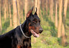 SGODA - Collar de entrenamiento para perros - BESTMASCOTA.COM