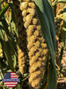 Birds LOVE Spray Millet Non-GMO for Birds Cockatiel Lovebird Parakeet Finch Canary All Parrots Healthy Treat - BESTMASCOTA.COM