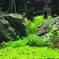 Seachem Flourish Excel Biodisponible Carbono - BESTMASCOTA.COM