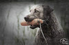SportDOG Brand 425 - Collar electrónico con control remoto (500 yardas, estático, vibratorio y tono, impermeable, recargable, incluye nueva serie X) - BESTMASCOTA.COM